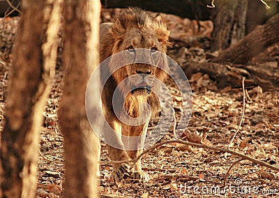 Asiatic Lion Stock Photo