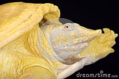 Asiatic softshell turtle, Amyda cartilaginea, albino Stock Photo