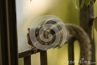 asiatic striped squirrel on the railing Stock Photo