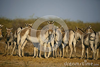 Asiatic Wild Ass, Equus hemionus khur, Little Rann of Kutch, Gujarat Stock Photo