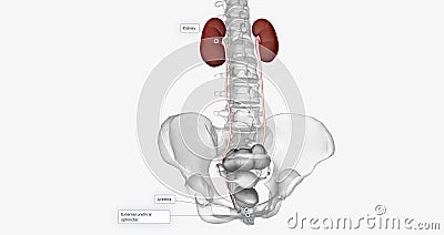 Aside from the bladder, the urinary system consists of the kidneys, ureters, and urethra Stock Photo