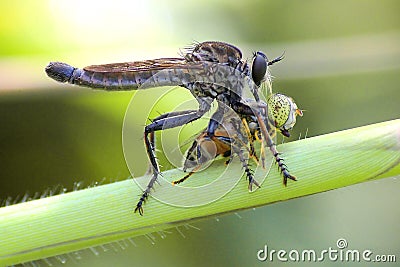 Asilidae Asiloidea Arthropoda Bombyliidae insect Stock Photo