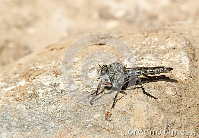 Asilidae fly species standing on sunny rocks detail Stock Photo