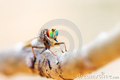 Asilidae Madagascar Stock Photo