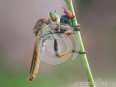 The Asilidae robber fly Stock Photo