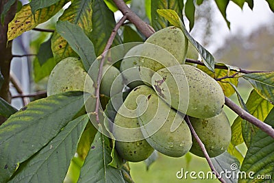 Asimina fruit pawpaw Indian banana Stock Photo