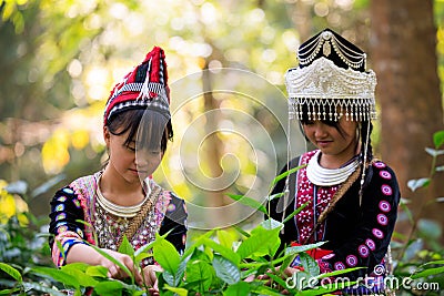 asin girl in akha tribal dress is picking tea leaves in plantation Editorial Stock Photo