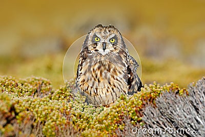 Asio flammeus sanfordi, owl in the nature habitat. Bird with nice evening sun. Short-eared Owl, rare endemic bird from Sea Lion Is Stock Photo