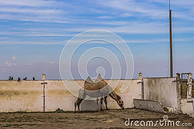 Two-humps camel eats in its aviary Stock Photo