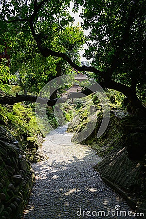 Askew tree on rockery by cobble stone path in sunny summer Stock Photo