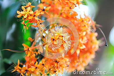 Asoka, Caesalpiniaceae or Saraca indica Linn or Ashoka tree or Saraca asoca or orange flower Stock Photo
