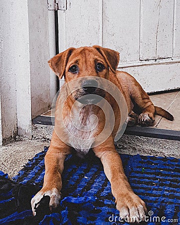 Asong Pinoy - ASPIN - The Philippines' mixed breed dog - brown Puppy Stock Photo