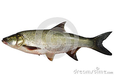 Asp predatory fish Stock Photo