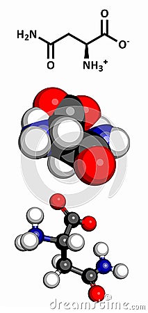 Asparagine (Asn, N) amino acid, molecular model Stock Photo