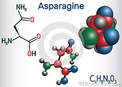 Asparagine L-asparagine , Asn, N amino acid molecule. It is is used in the biosynthesis of proteins. Structural chemical Vector Illustration