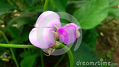 Asparagus bean green pea bean Vigna unguiculata beautiful flower Stock Photo