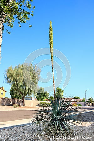 Asparagus Family Dasylirion Wheeleri or Sotol or Desert Spoon Stock Photo