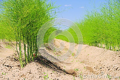 Asparagus field Stock Photo