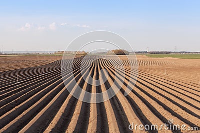 Asparagus field Stock Photo
