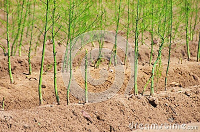 Asparagus field Stock Photo