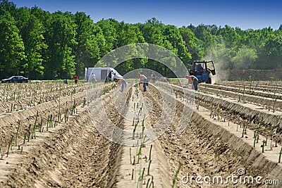 Asparagus field Stock Photo