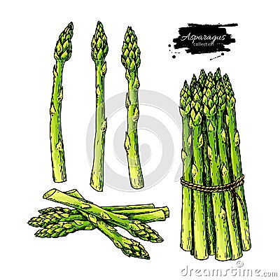 Asparagus hand drawn vector illustration set. Isolated Vegetable colorful object. Vector Illustration