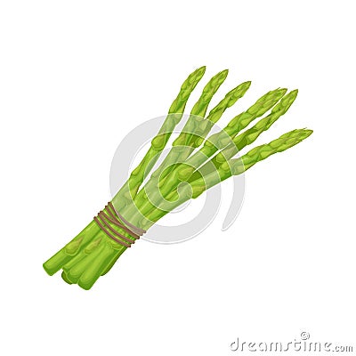 Asparagus. Image of asparagus twigs. Fresh vitamin vegetables. Vegetarian organic product. Fresh asparagus. Vector Vector Illustration