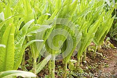 Asparagus lettuce Stock Photo