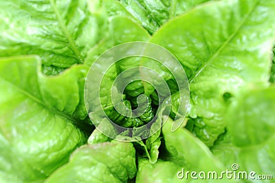 Asparagus lettuce Stock Photo