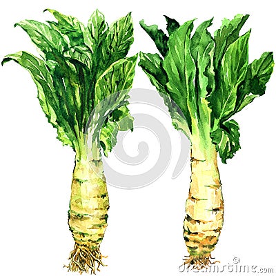 Asparagus lettuce, celery, celtuce vegetable, stem and green leaves isolated, watercolor illustration on white Cartoon Illustration