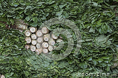 Asparagus lettuce Stock Photo