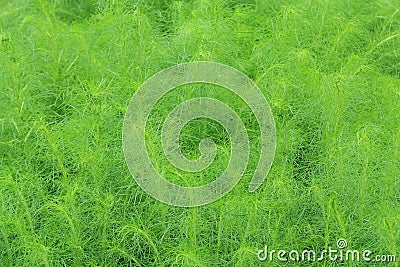 Asparagus racemosus Willd. Stock Photo