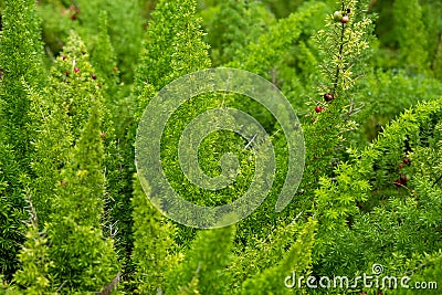 Asparagus setaceus or common asparagus fern, asparagus grass, lace fern, climbing asparagus, or ferny asparagus Stock Photo