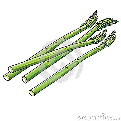 Asparagus spears Vector Illustration