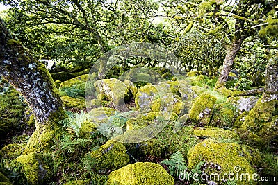 Aspects of Wistman`s Wood - an ancient landscape on Dartmoor, Devon, England Stock Photo