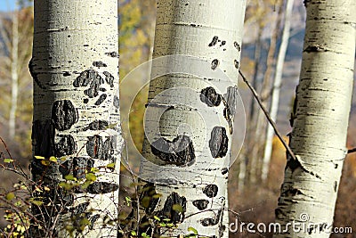 Aspen Bark Stock Photo