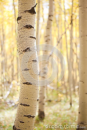 Aspen bole Stock Photo