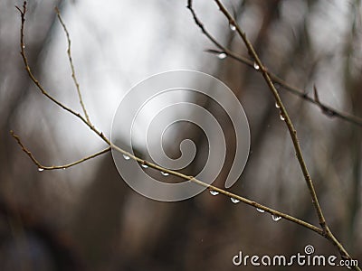 Aspen branches. Stock Photo