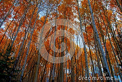 Aspen Canopy Stock Photo