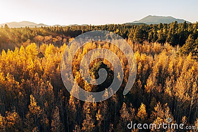 Aspen canopy illuminated by setting sun. Stock Photo