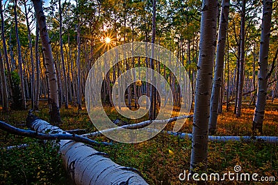 Aspen Canopy Light Stock Photo