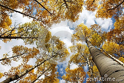 Horizontal Aspen Canopy Stock Photo
