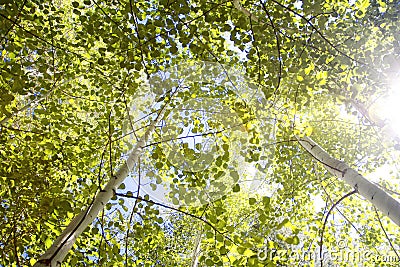 Aspen Canopy with Sun Flare Stock Photo