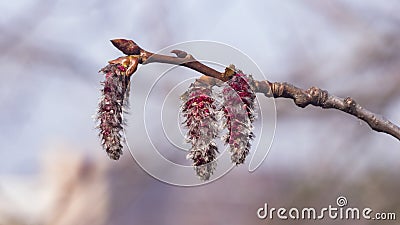 Aspen catkins on branch with bokeh background macro, selective focus, shallow DOF Stock Photo
