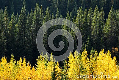 Aspen and fir forests Stock Photo