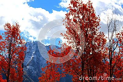 Aspen Fire Stock Photo