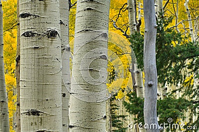 Aspen Forest Stock Photo