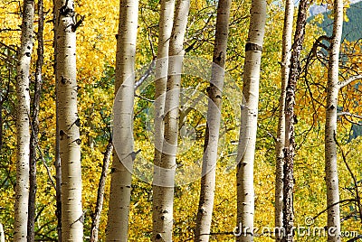 Aspen forest Stock Photo