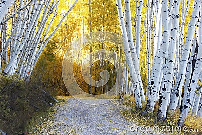 Aspen forest in a fall, Colorado Stock Photo