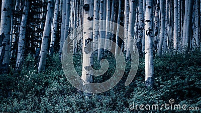 Aspen Forest Trees II Stock Photo